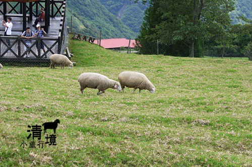 清境小旅行:: 青青草原之羊咩肥嫩多汁好誘人