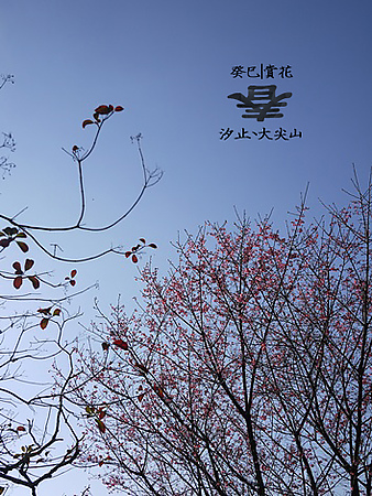 【春】賞櫻:: 汐止大尖山賞花趣