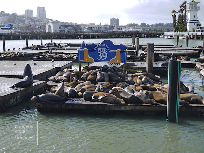 美西蜜月行｜舊金山漁人碼頭 吃螃蟹喝酸麵包巧達湯 重點是看成群的海獅